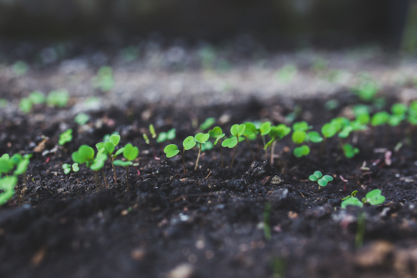 small green plants growing up out of brown soil, image for ari monkarsh blog about philanthropies overcoming challenges