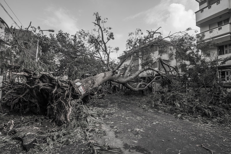 large tree laying across a road and hitting a house, ari monkarsh natural disaster aid